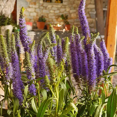 Konukevi Grandpa's Areopoli