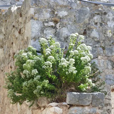 Gasthuis Grandpa's 3*