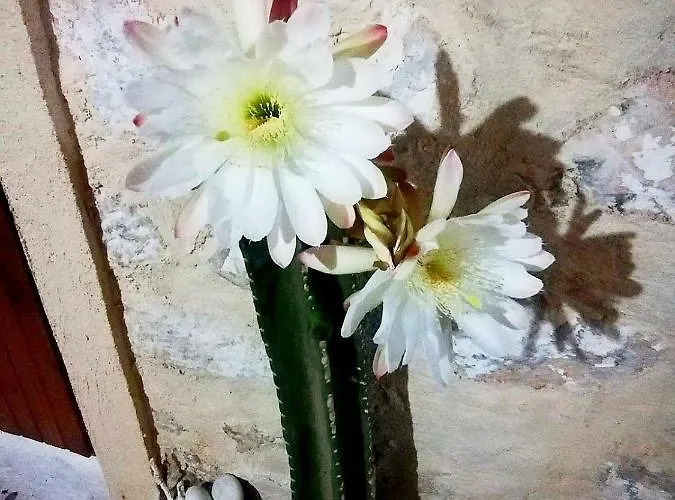 בית הארחה Grandpa's אראופוליס