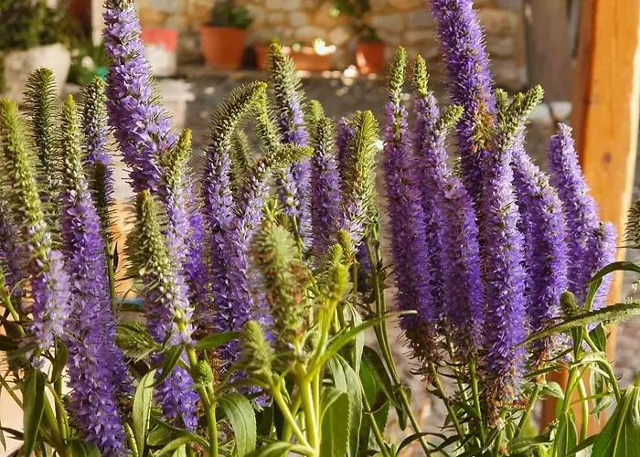 בית הארחה Grandpa's אראופוליס